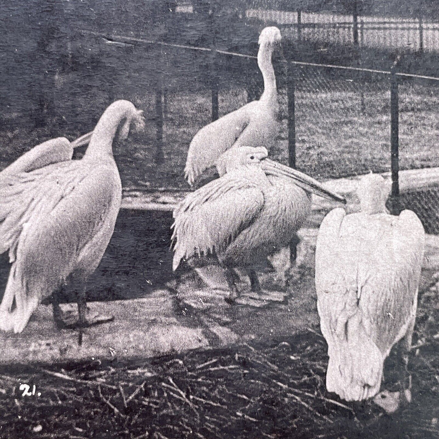 Antique 1880s Dalmatian Pelicans At The London Zoo Stereoview Photo Card P1681