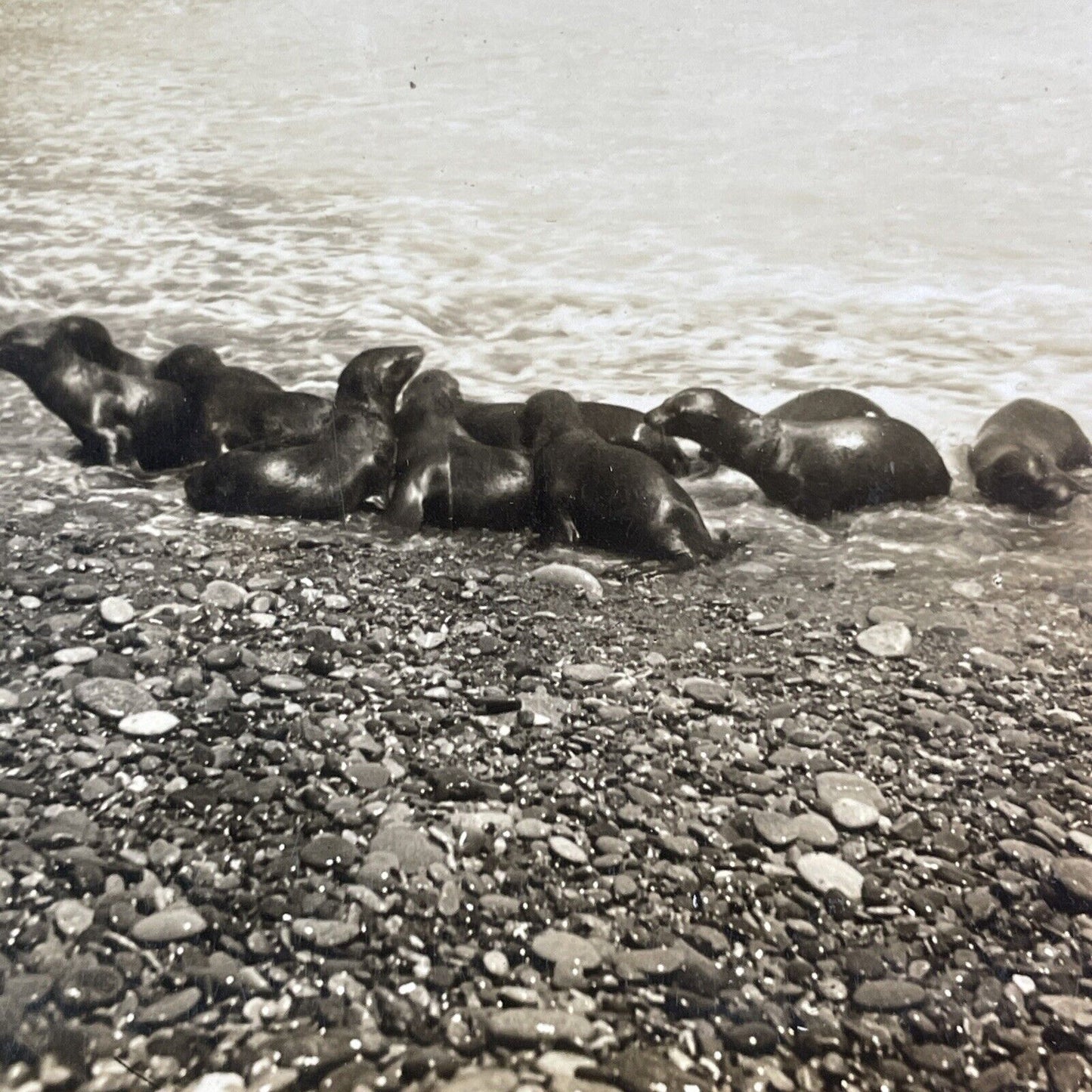 Seals on Santa Catalina Island California Stereoview Antique c1910s X4138