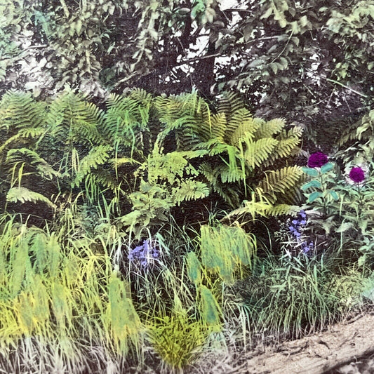 Antique 1870s Wild Ferns Grow In Crawford Notch NH Stereoview Photo Card V1986