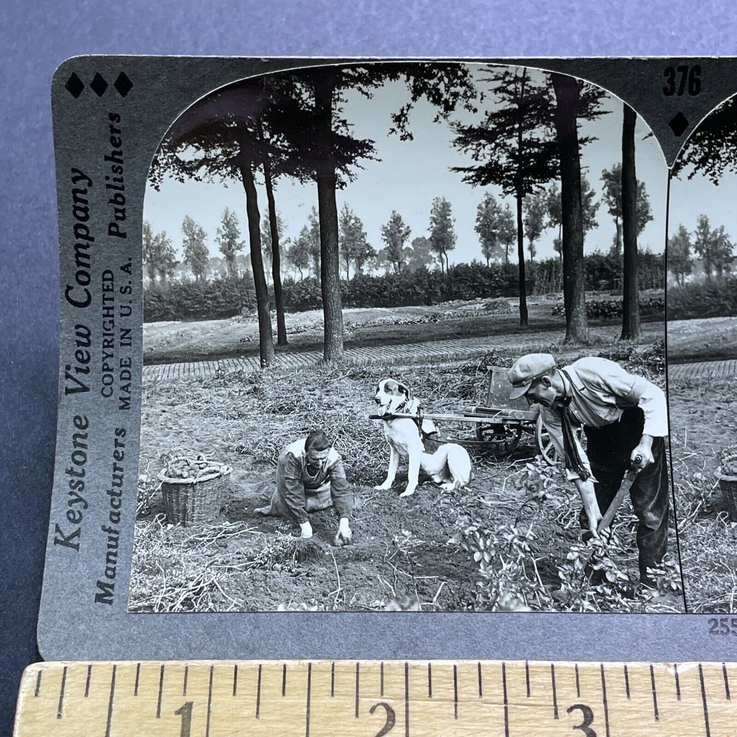 Antique 1930s Dog Hauling Potato Cart Ghent Belgium Stereoview Photo Card V2928