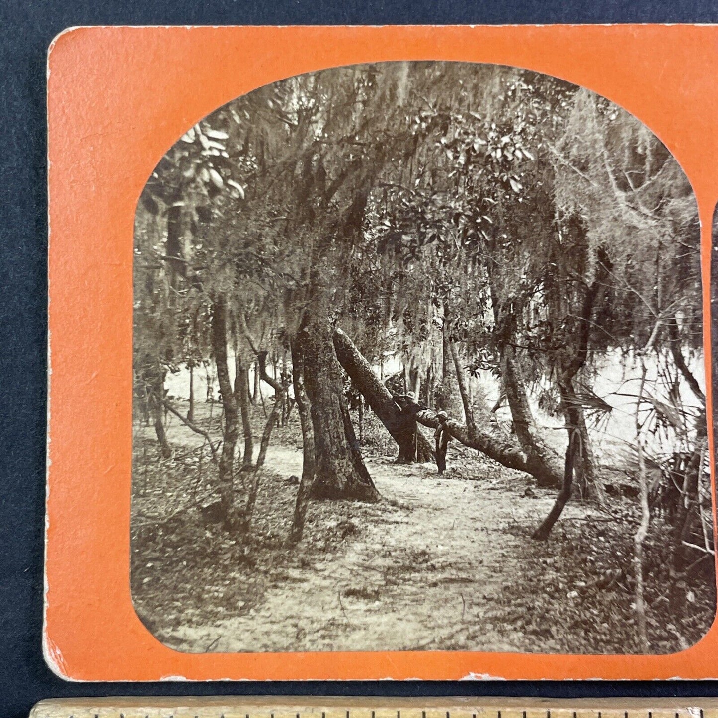 African American Creole Stereoview Green Cove Spring Florida Antique c1860s Y072