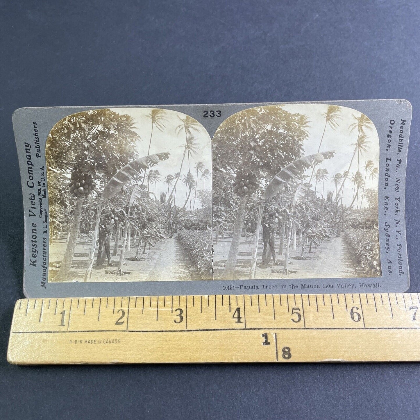 Antique 1901 Papaya Trees Honolulu Hawaii Stereoview Photo Card P2127