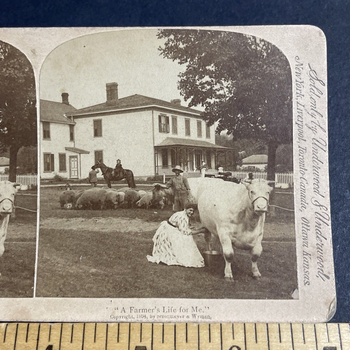 Antique 1894 A Woman Milks Her Cow In Front Yard Stereoview Photo Card P4757
