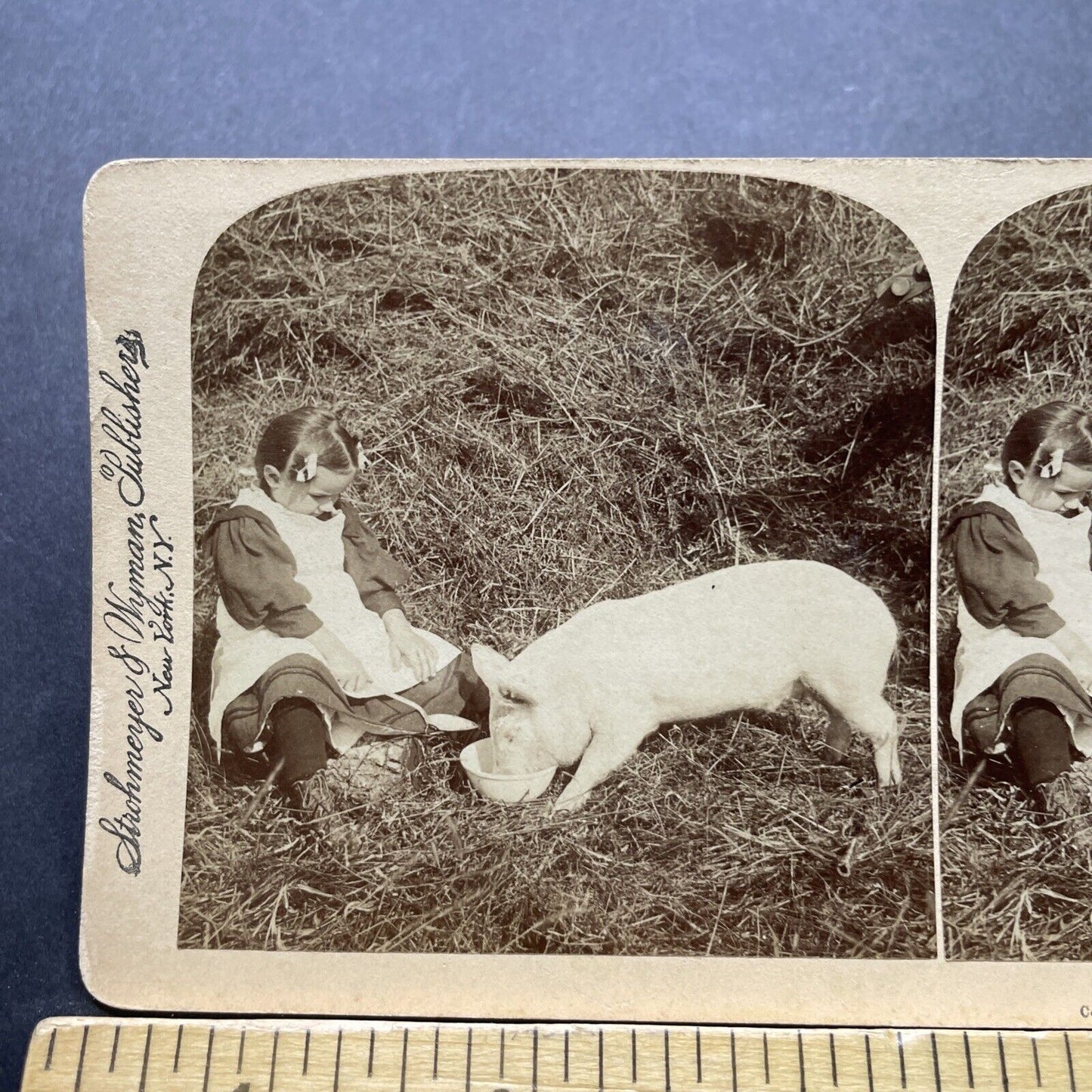 Antique 1897 Child Feeds Pig On Farm Stereoview Photo Card P2416