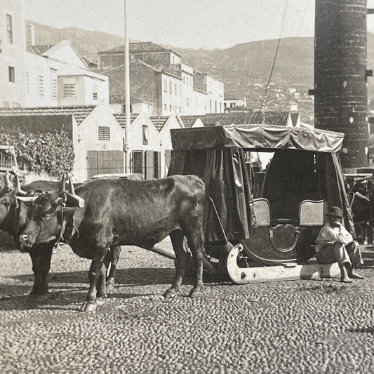 Antique 1905 Oxen Taxi Funchal Madeira Portugal Stereoview Photo Card P912