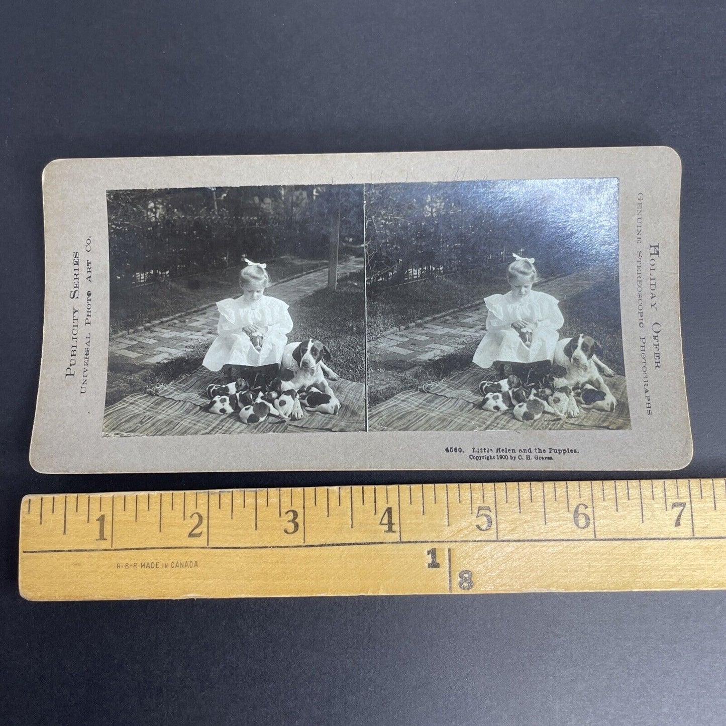 Antique 1900 Helen With Cocker Spaniel Puppies Stereoview Photo Card PC771