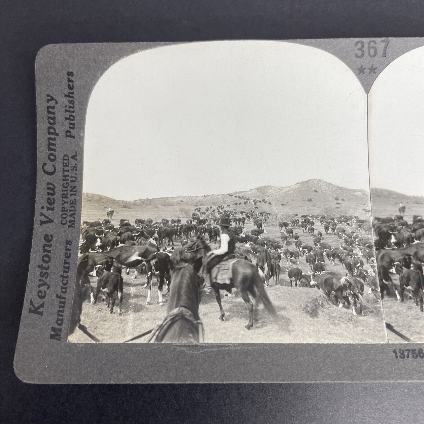 Antique 1905 Cowboys & Cattle Paloduro Texas Stereoview Photo Card PC770