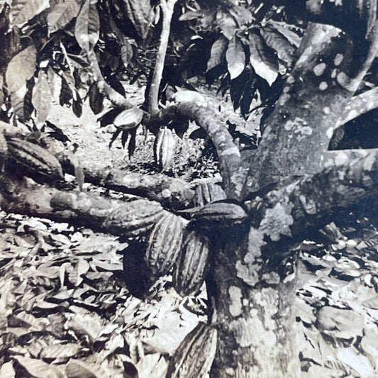 Antique 1910s Cocoa Beans Fruits Dominica BWI Stereoview Photo Card P3726