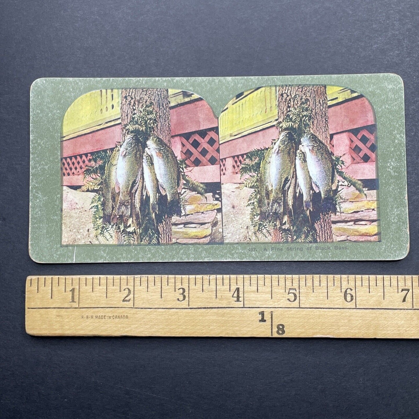 Antique 1899 Black Bass Drying On A Tree Stereoview Photo Card P580-071