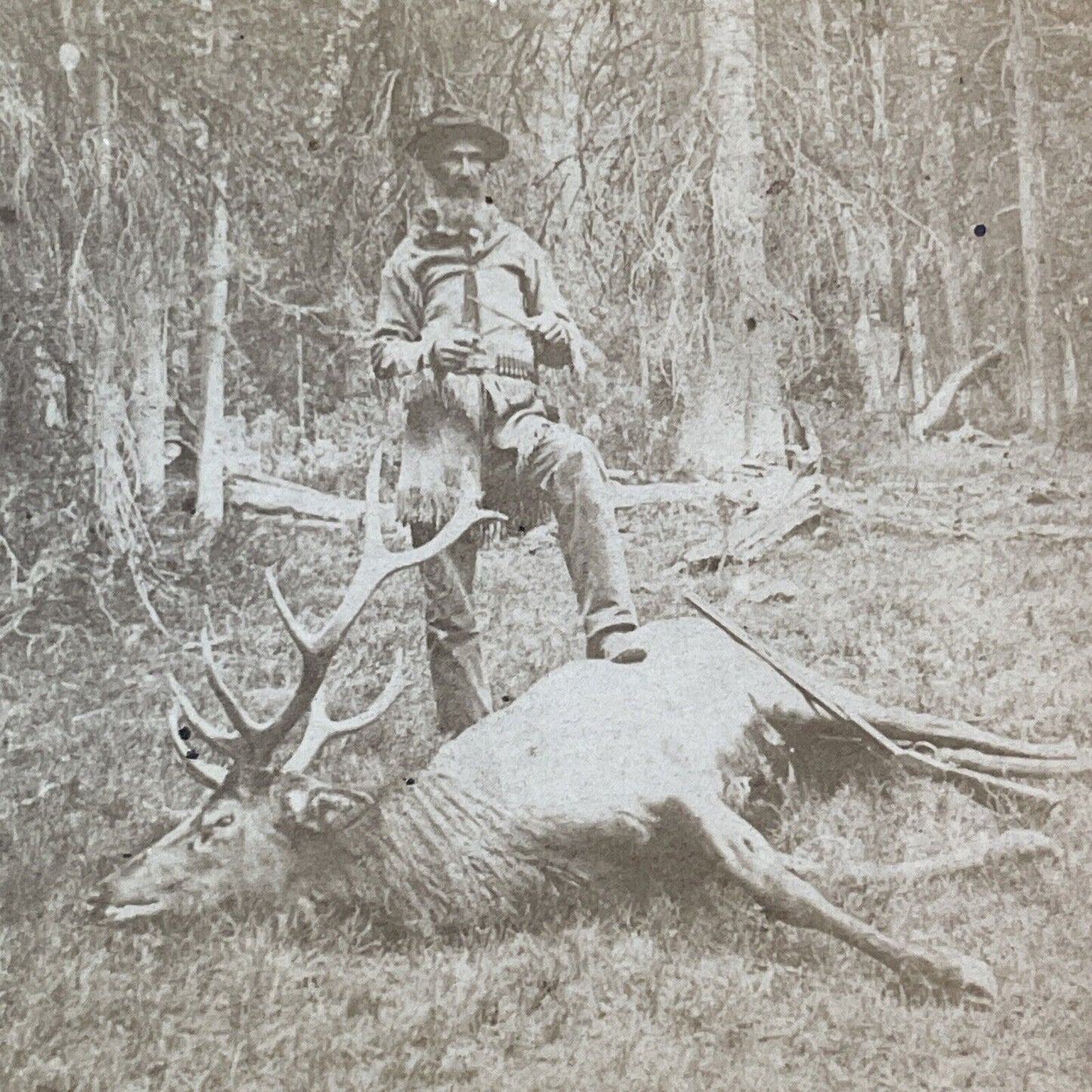 Roosevelt Elk Dead Stereoview Sonoma California 'A Farm Pest' Antique c1878 X829