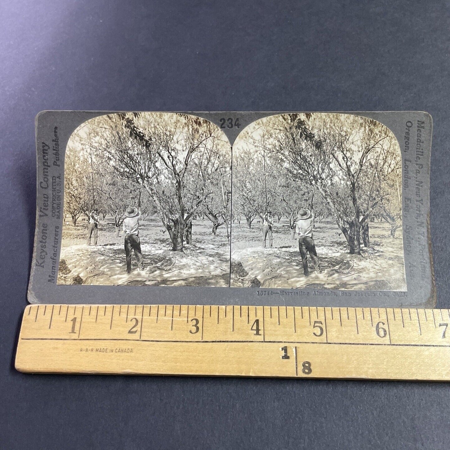 Antique 1920s Men Harvest Almonds Antioch California Stereoview Photo Card P3604