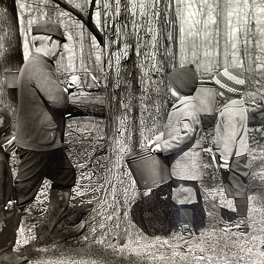 Antique 1920s Tapping Maple Tree Vermont Maple Syrup Stereoview Photo Card P1616