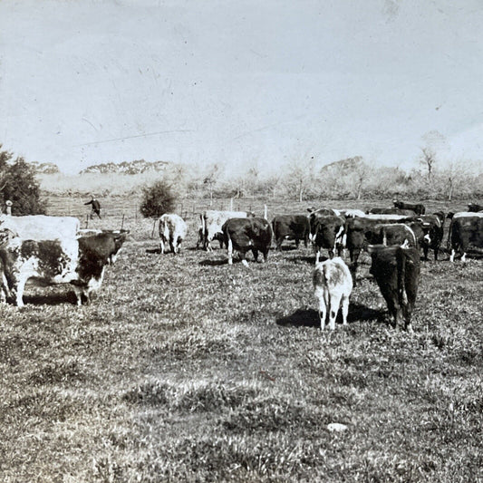 Antique 1910s Cattle Farm La Plata Argentina Stereoview Photo Card P2501