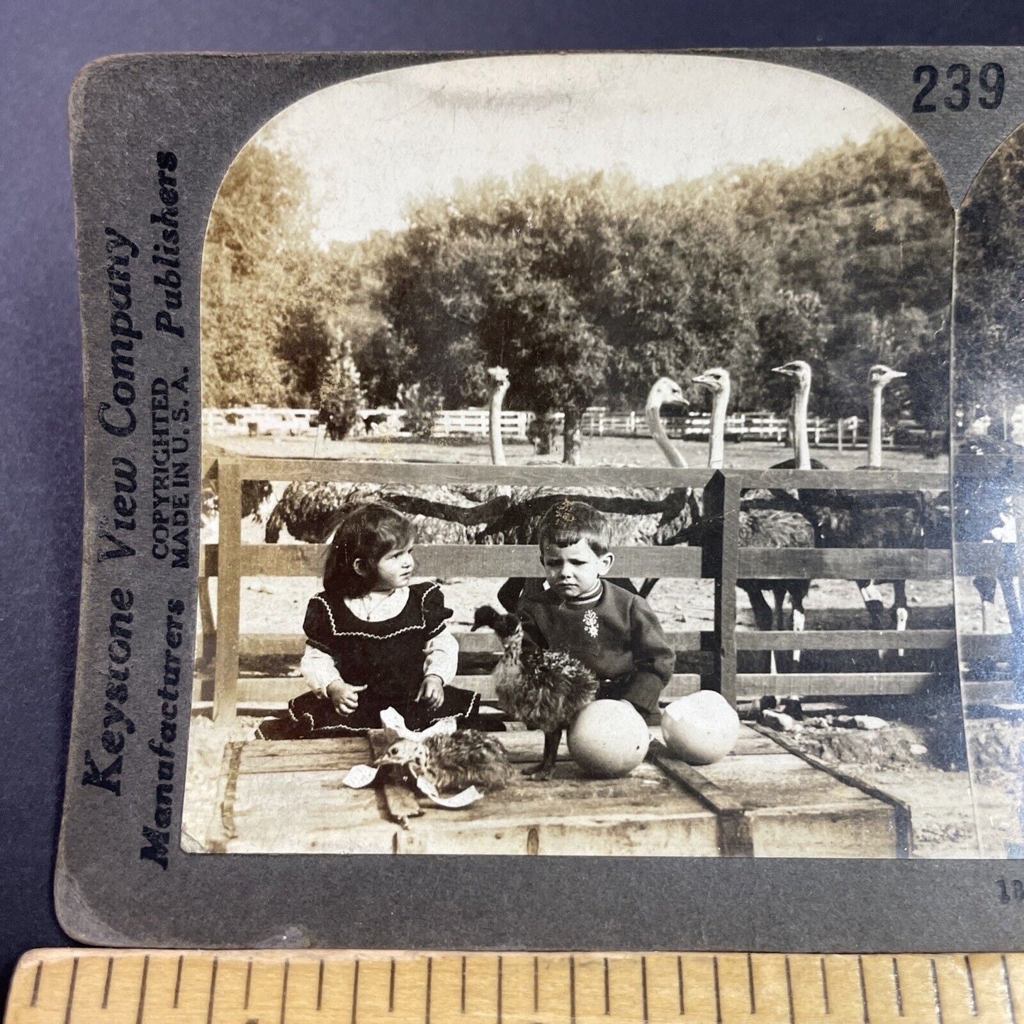 Antique 1910s Cawston Ostrich Farm Pasadena CA Stereoview Photo Card P3594