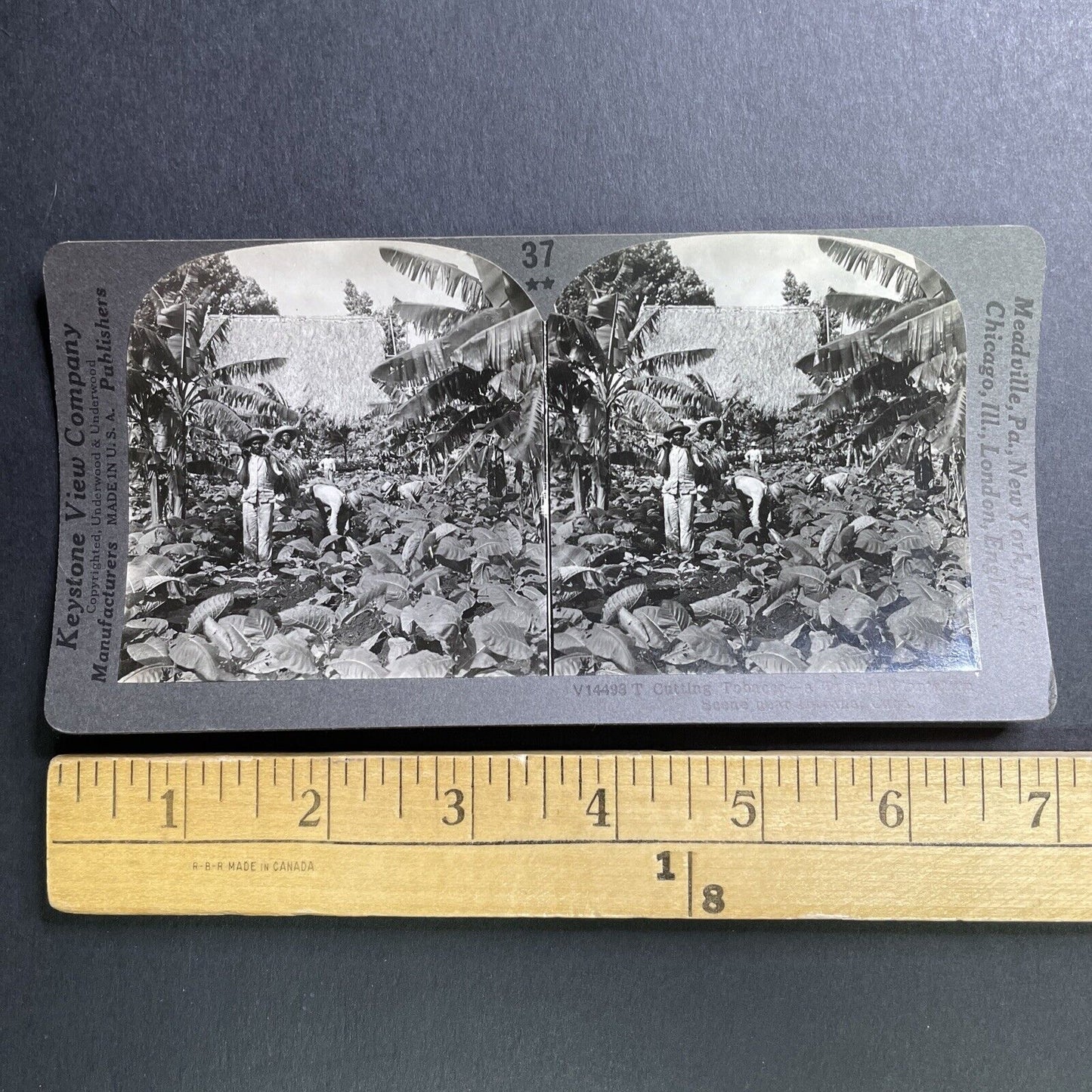 Antique 1918 Tobacco Farming In Havana Cuba Stereoview Photo Card P1625