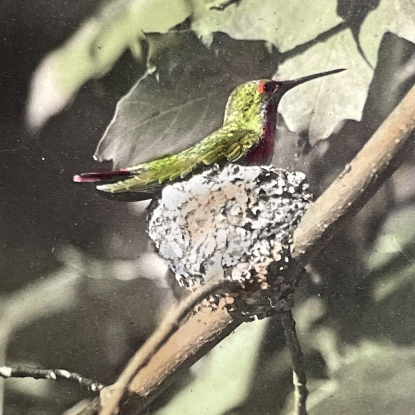 Antique 1908 Ruby Throated Hummingbird Hand Colored Stereoview Photo Card PC774