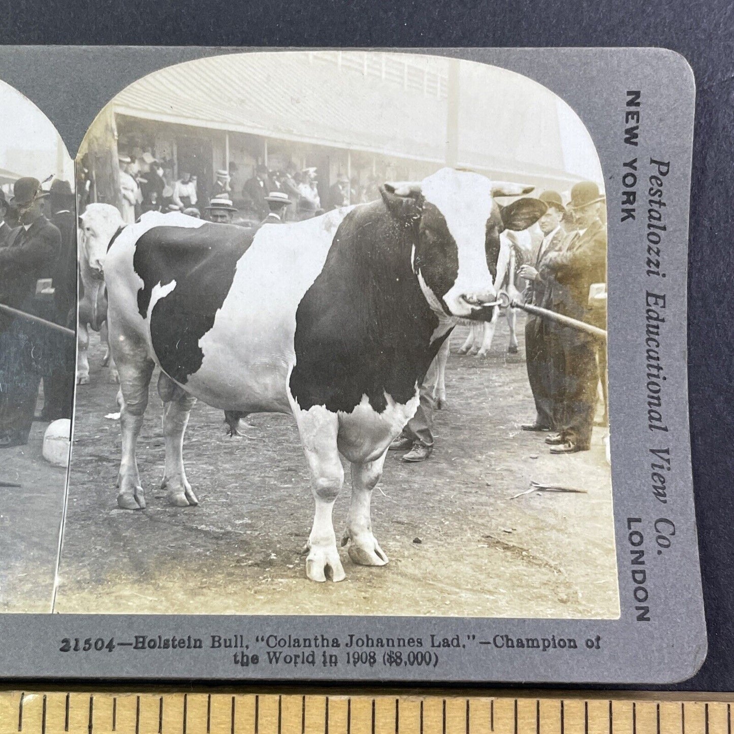 Champion Holstein Bull Toronto Stereoview Colantha Johannes Lad c1909 Y2737