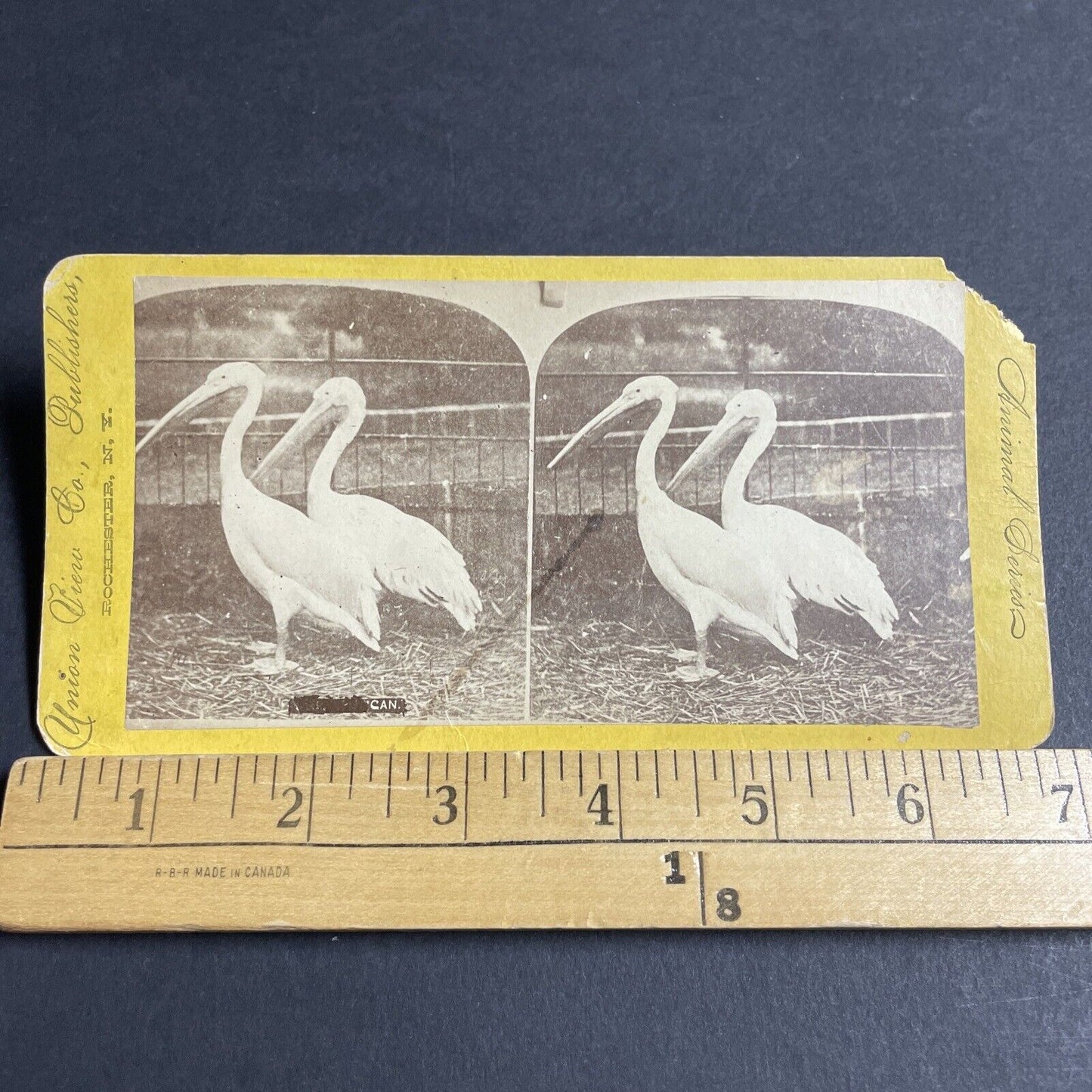 Antique 1870s Pelicans In Zoo In Rochester New York Stereoview Photo Card P4065