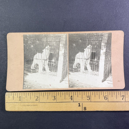Buffalo Zoo Polar Bear Den Stereoview New York OOAK Antique c1908 Y2719
