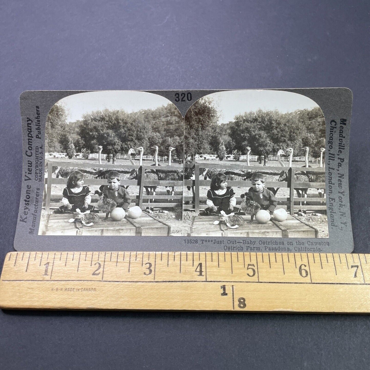 Antique 1910s Pasadena Ostrich Farm California Stereoview Photo Card P3144