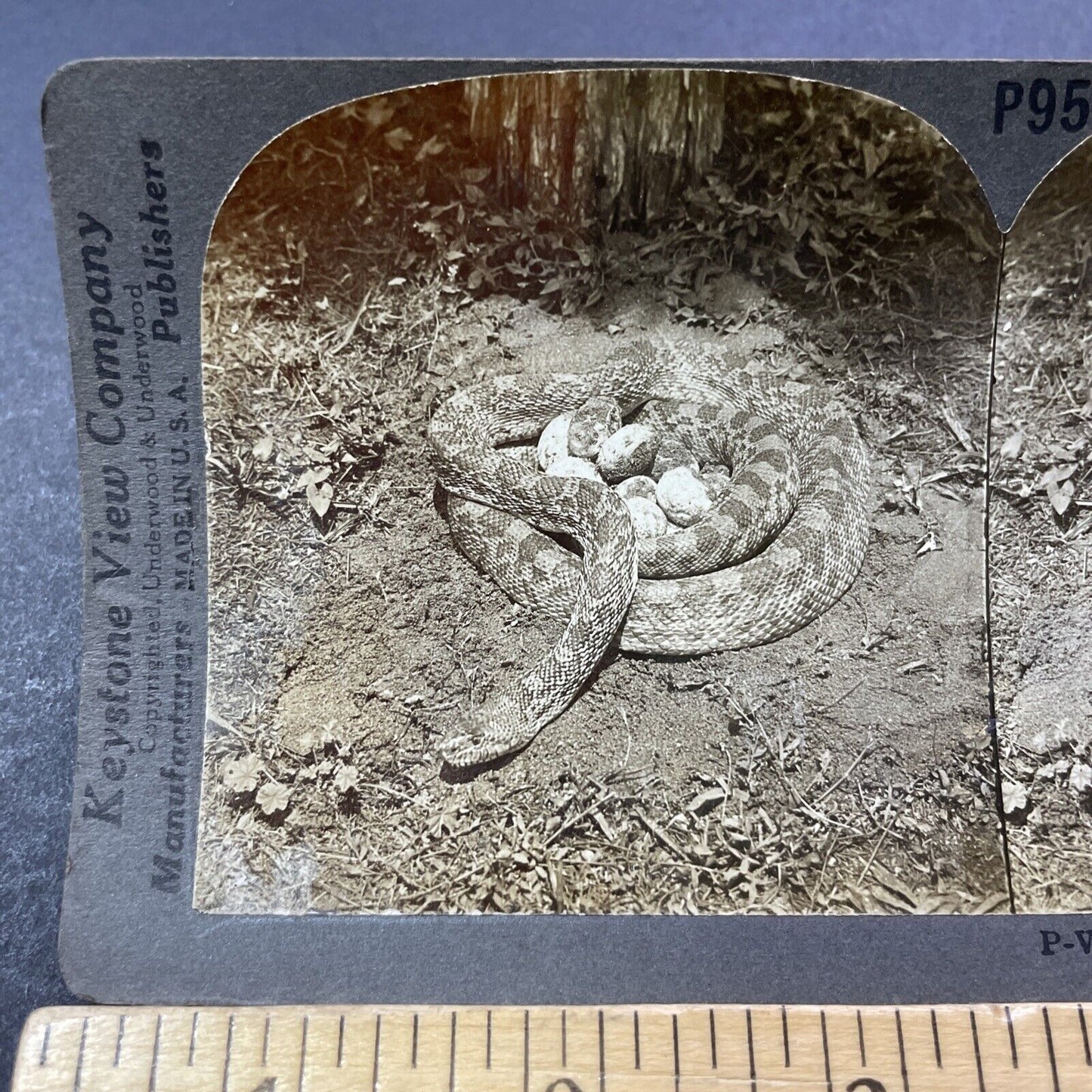 Antique 1906 Pine Snake Protecting Her Eggs Stereoview Photo Card V3309