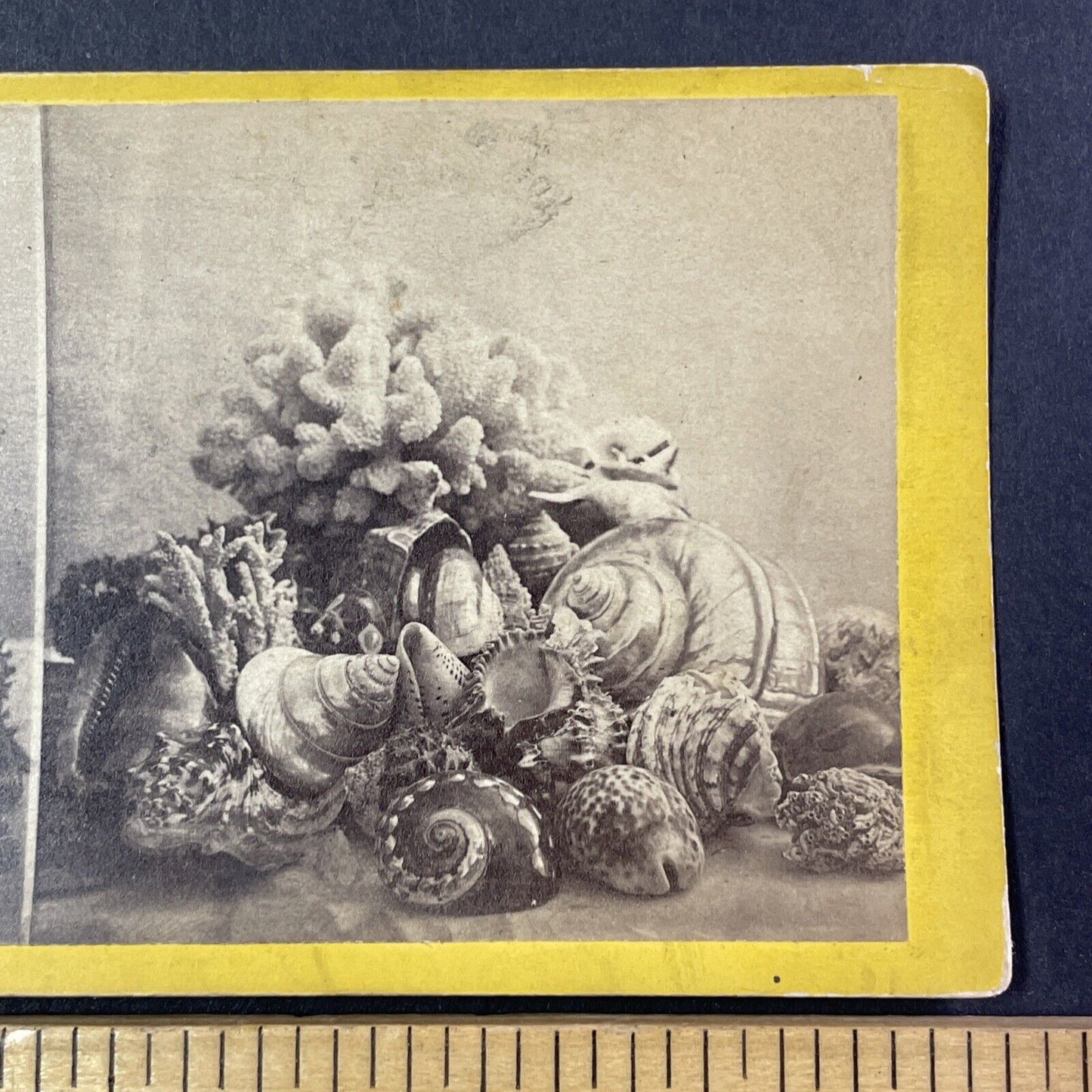 Coral And Giant Sea Sheels Stereoview E&HT Anthony Antique c1870 X2765