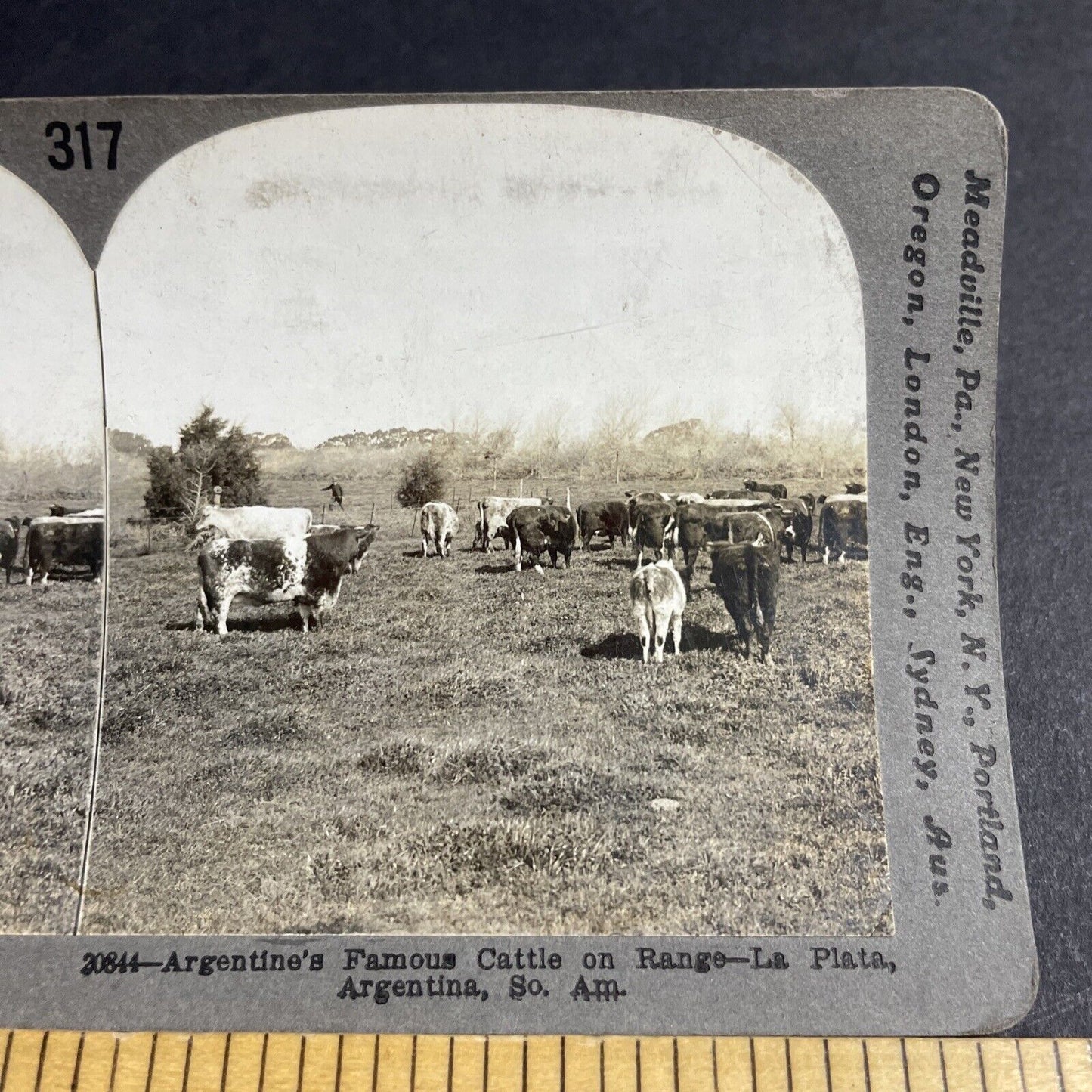 Antique 1910s Cattle Farm In Argentina Stereoview Photo Card P3666