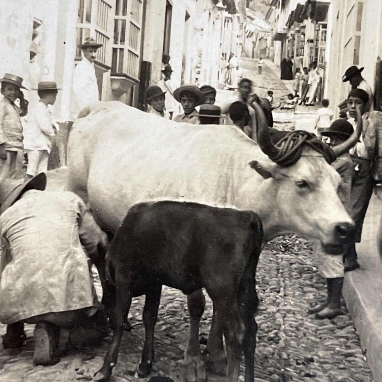 Antique 1910s Milking A Cow In Venezuela City Streets Stereoview Photo Card 5120