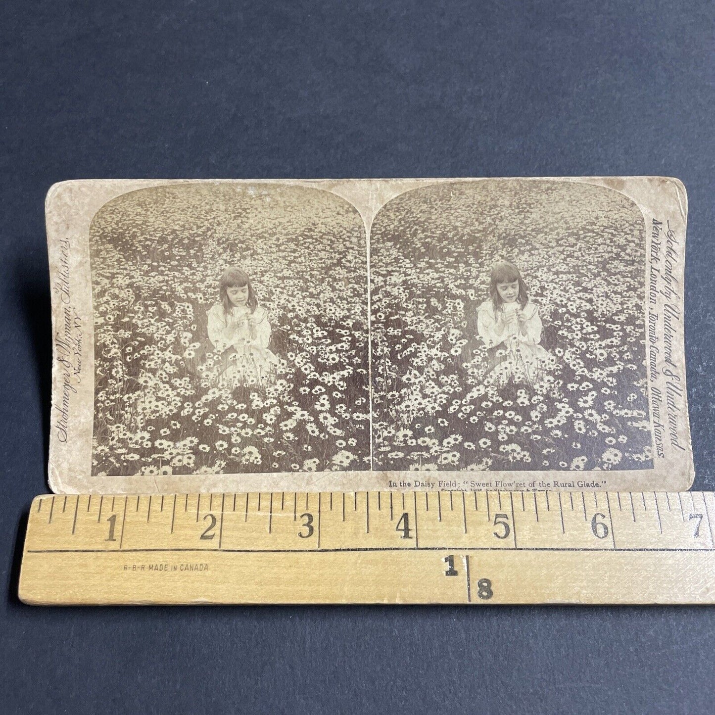 Antique 1896 Little Girl In A Daisy Field Stereoview Photo Card P4744