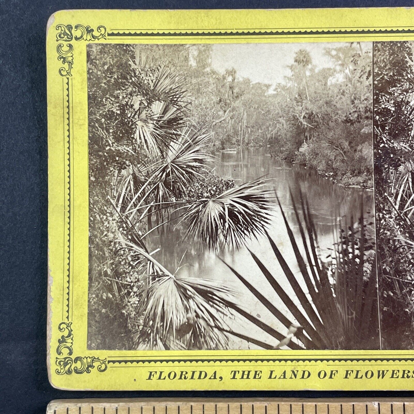 Palmetto Hammock Ocklawaha River Florida Stereoview J.I. Mackey c1885 Y094