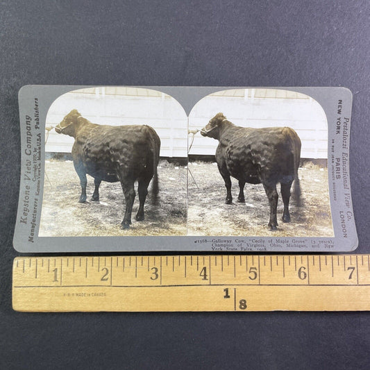 Champion Galloway Cow Stereoview Cecily of Maple Grove Antique c1909 Y2744