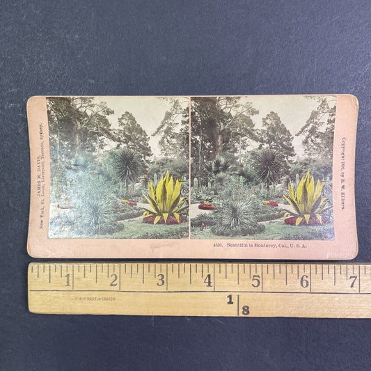 Public Gardens in Monterey California Stereoview James Davis Antique c1892 Y1023