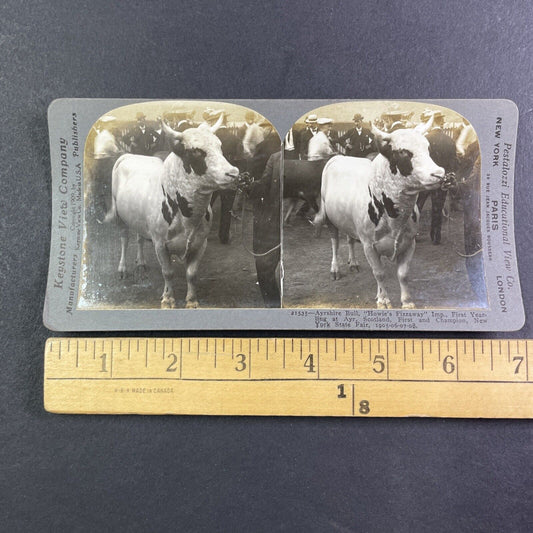 Champion Ayshire Bull New York State Fair Stereoview Howie's Fizzaway 1909 Y2741