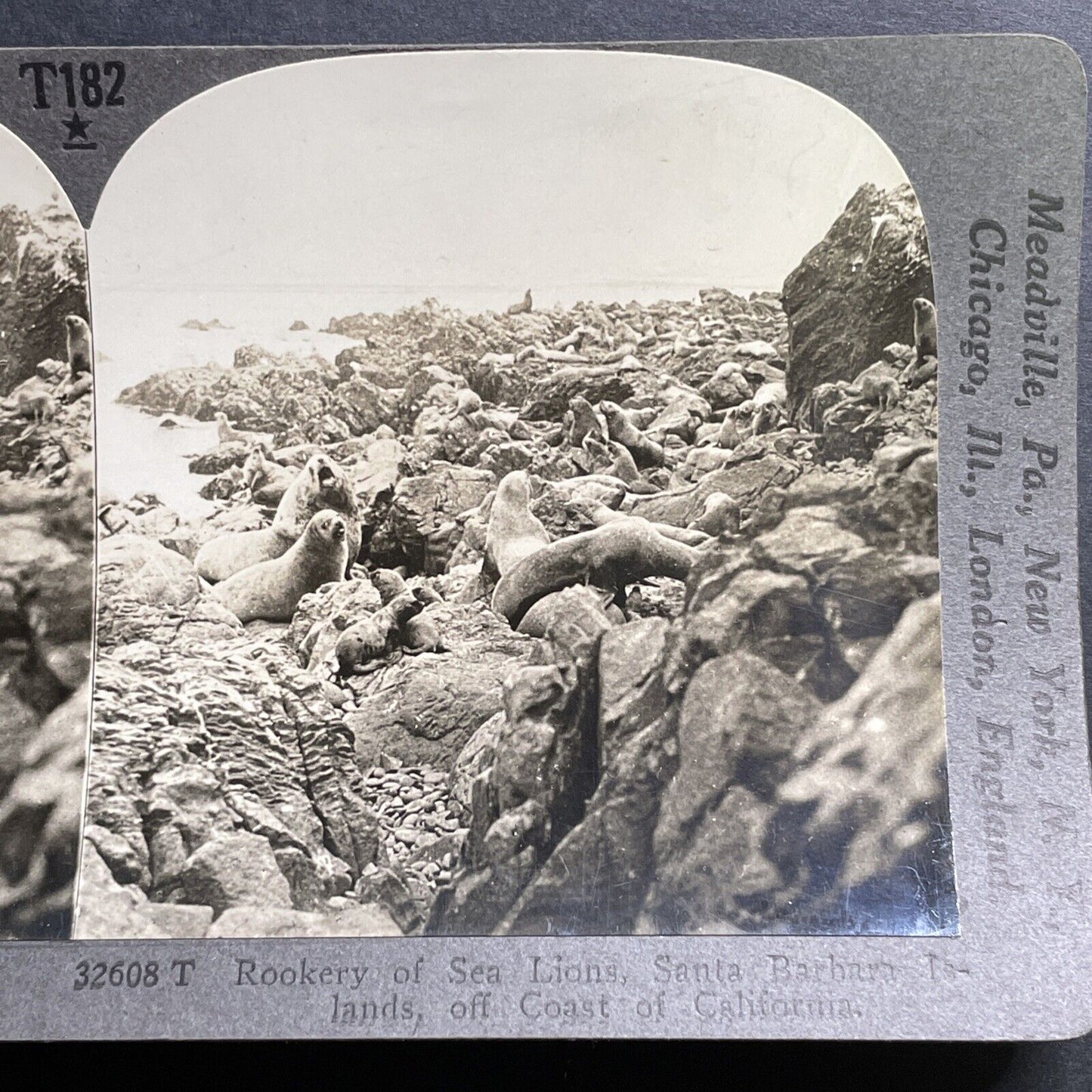 Antique 1918 Sea Lions In Santa Barbara California Stereoview Photo Card P1459