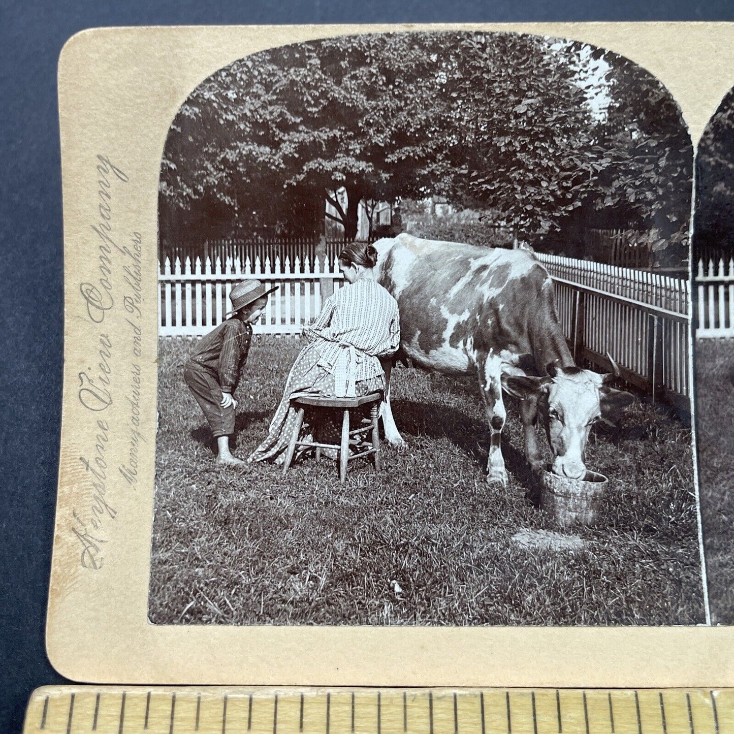 Antique 1893 Woman Squirts Milk Onto Boy's Face Stereoview Photo Card P3121