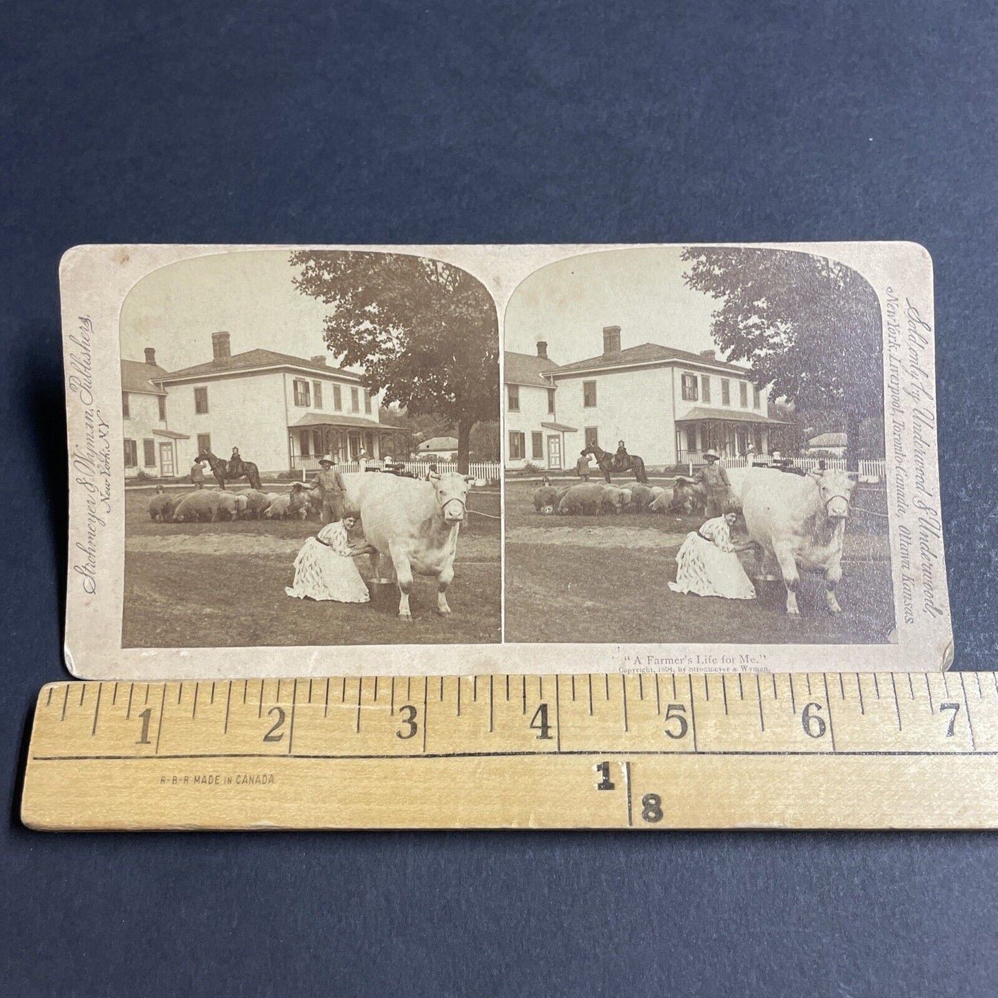 Antique 1894 A Woman Milks Her Cow In Front Yard Stereoview Photo Card P4757