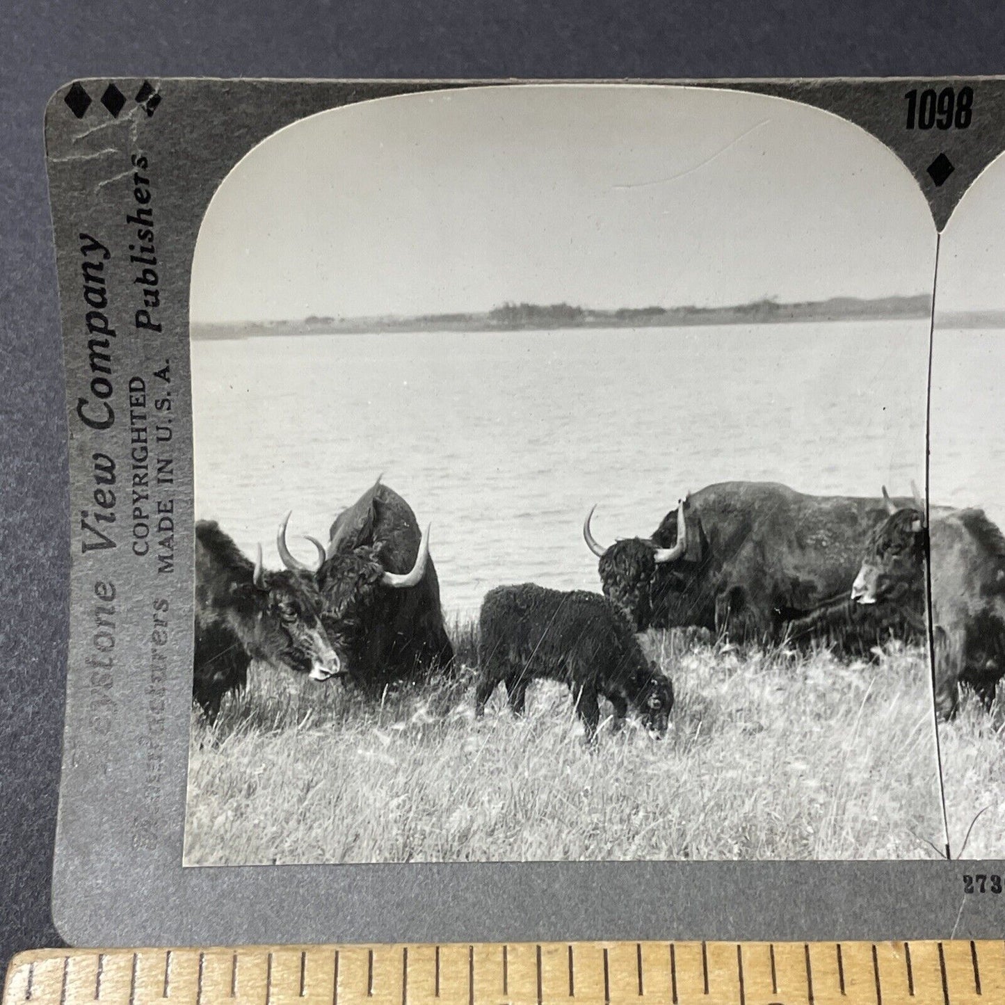 Antique 1920s Yak Herd Of Yaks Wainwright Alberta Stereoview Photo Card V2648