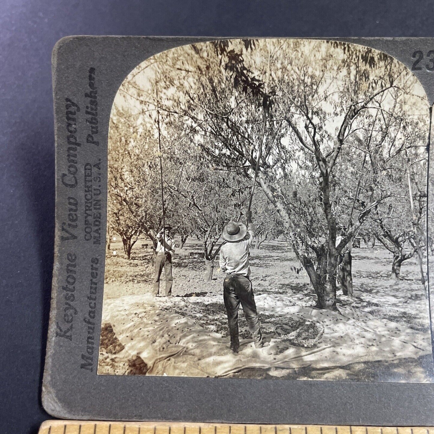 Antique 1920s Men Harvest Almonds Antioch California Stereoview Photo Card P3604