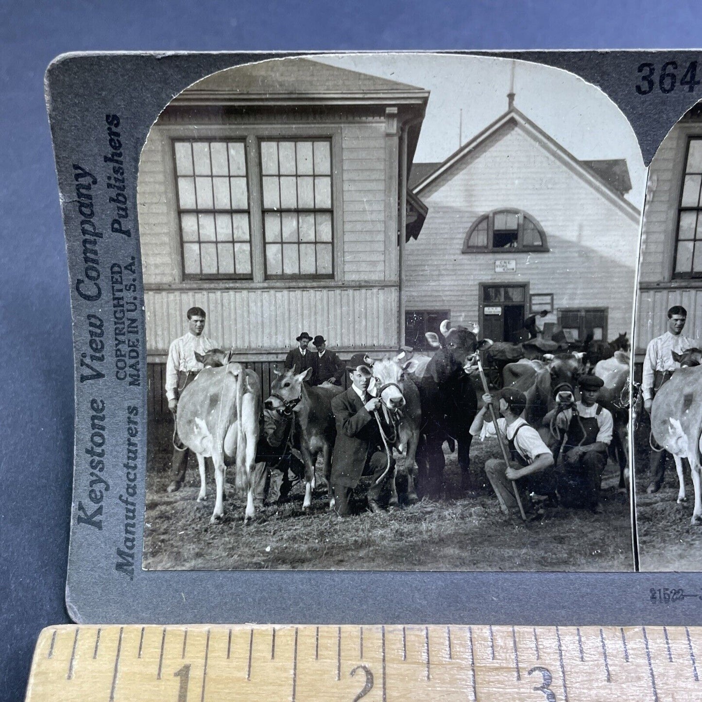 Antique 1905 CNE Canadian National Exhibition Cattle Stereoview Photo Card P1941