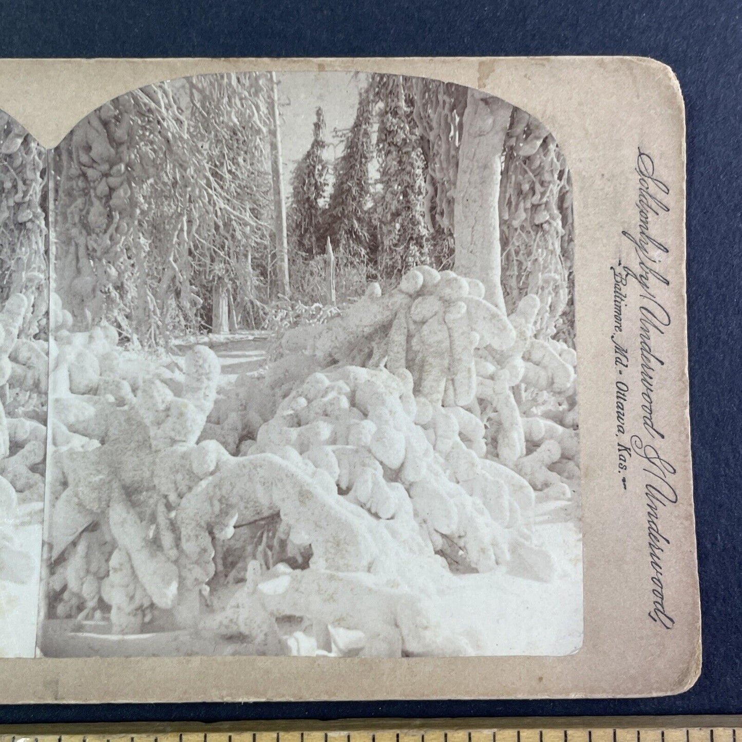 Luna Island Frozen Forest NY Stereoview Charles Bierstadt Antique c1880 Y2482