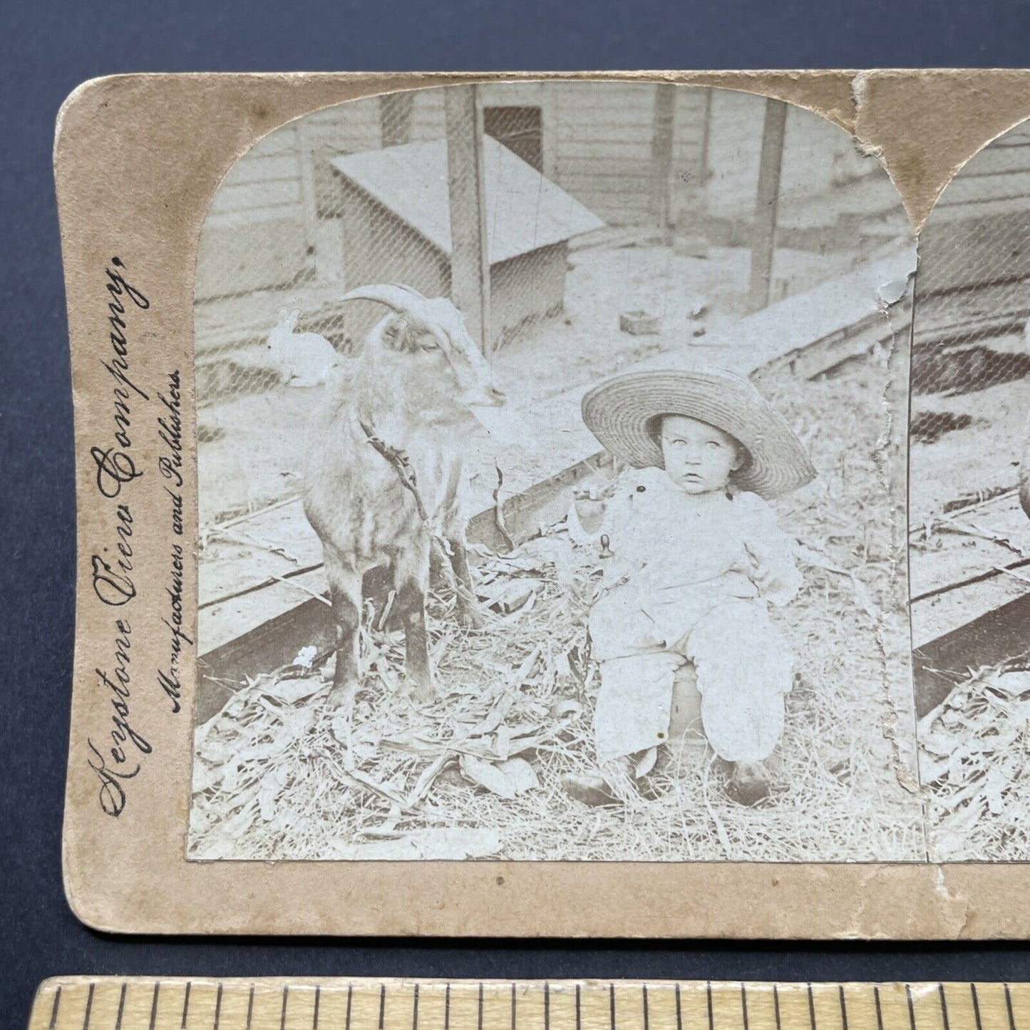 Antique 1899 Child Plays With Billy Goat Stereoview Photo Card P2600