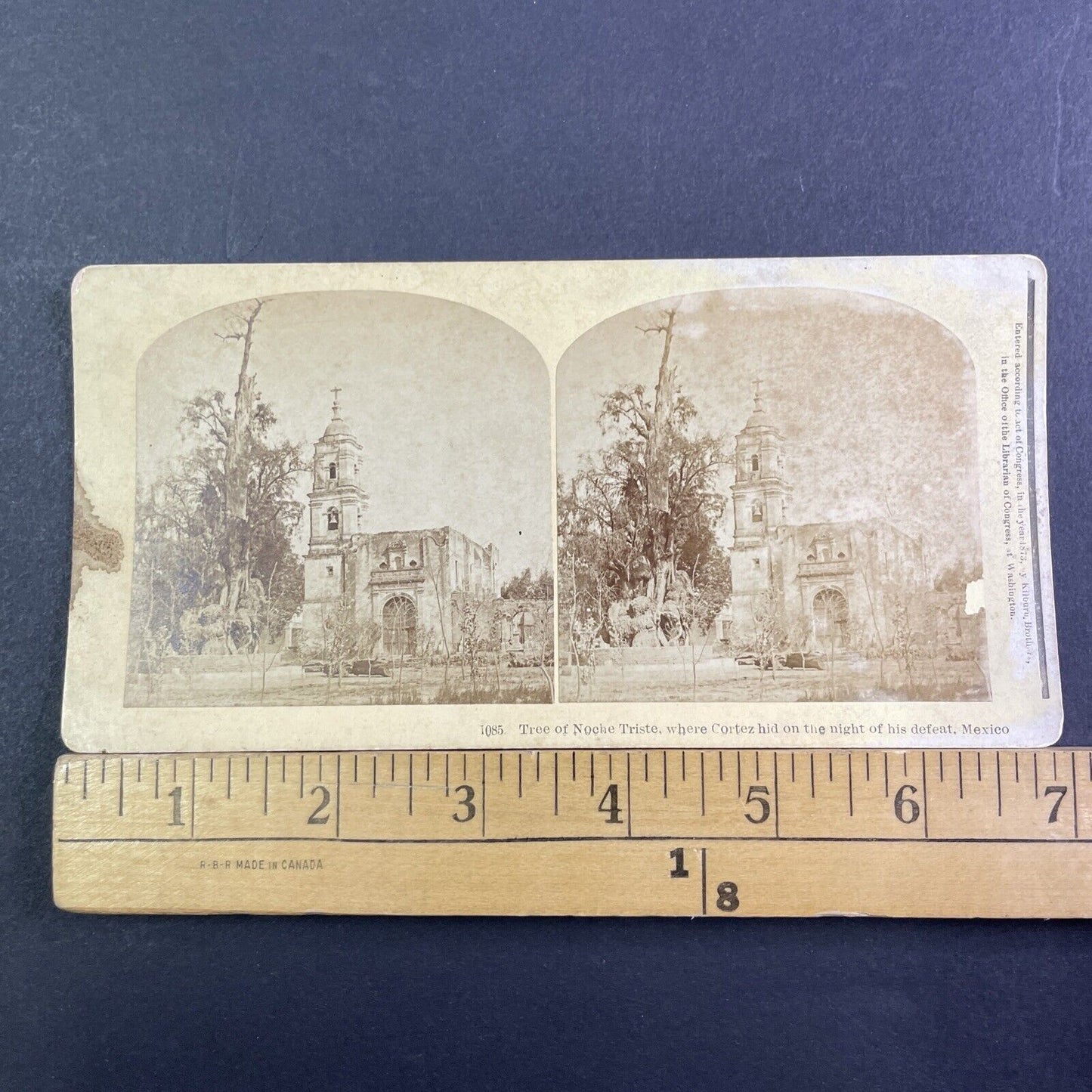 Tree of La Noche Triste Mexico City Stereoview Hernan Cortes Antique c1873 X3536