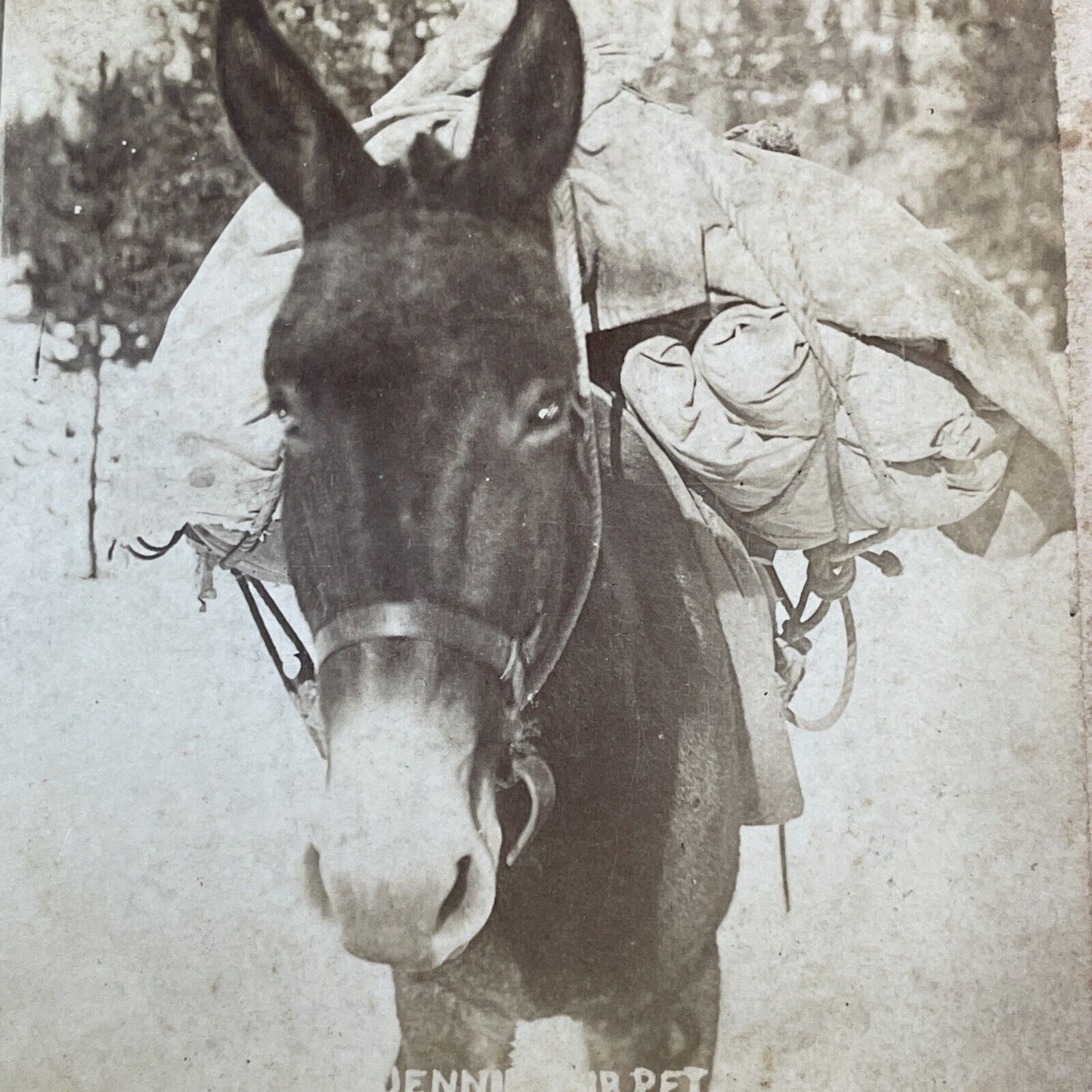 Pack Mule Hauling Supplies Montana Stereoview T.W. Ingersoll Antique c1888 Y1336