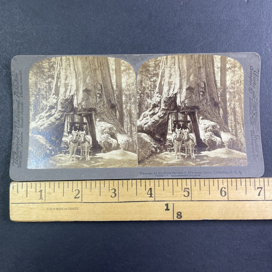 The Wawona Tunnel Tree Yosemite Stereoview California Antique c1902 X4135