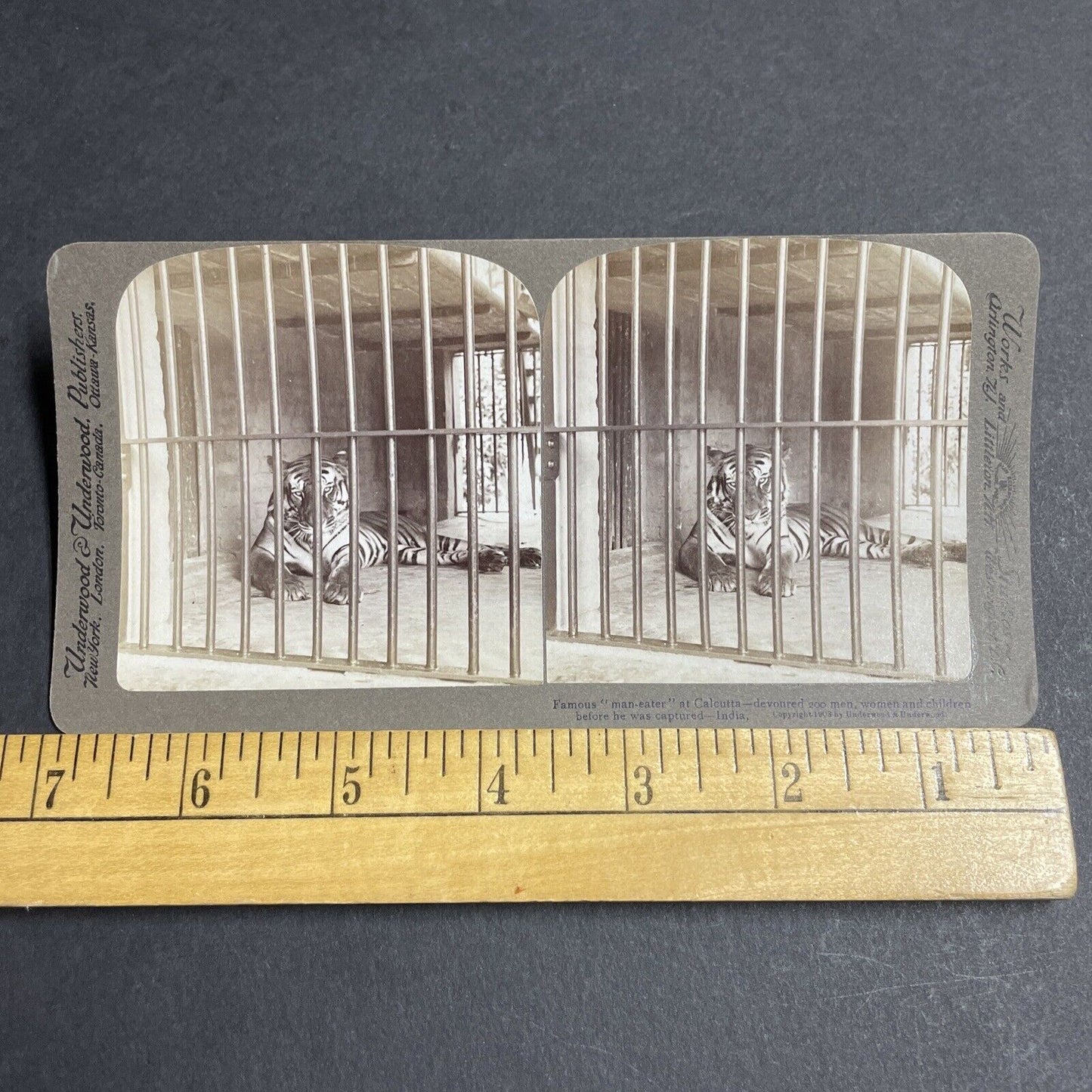 Antique 1903 Tiger That Killed 200 People In India Stereoview Photo Card P5655
