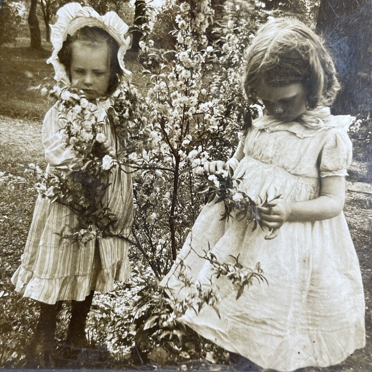 Antique 1903 American Children Picking Cotton Stereoview Photo Card P1037