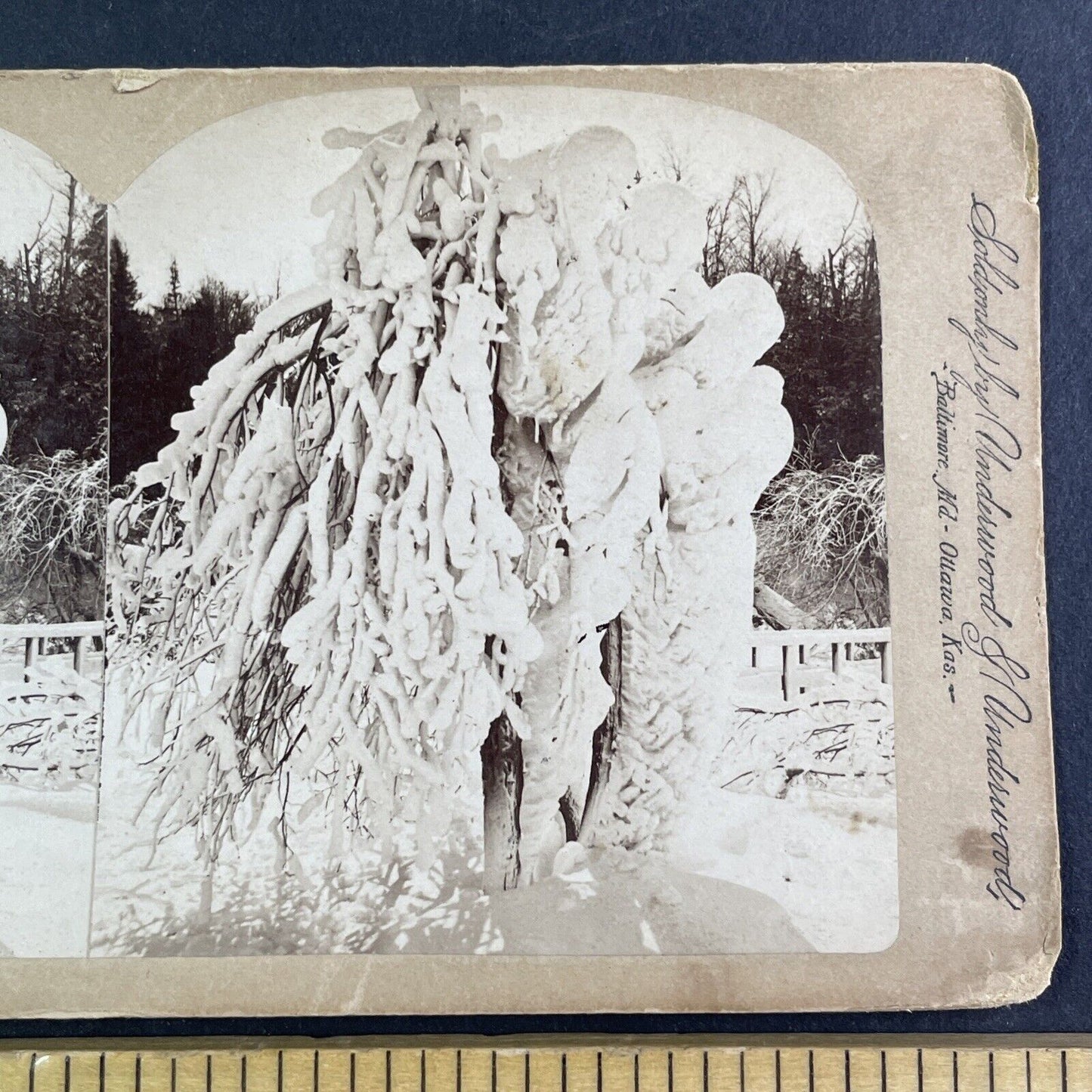 Luna Island Frozen Snow Tree Stereoview Charles Bierstadt Antique c1880 Y2701