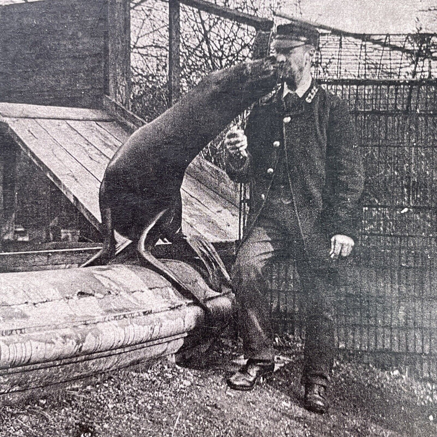 Antique 1880s Circus Tamer & Sea Lion At London Zoo Stereoview Photo Card P1681