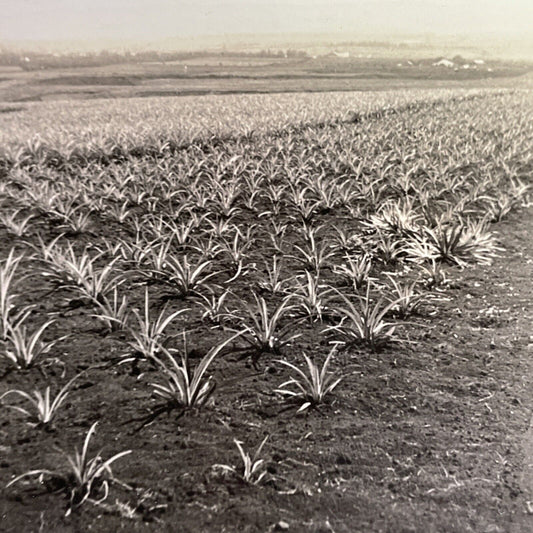 Antique 1918 Pineapple Plantation Honolulu Hawaii Stereoview Photo Card P1729