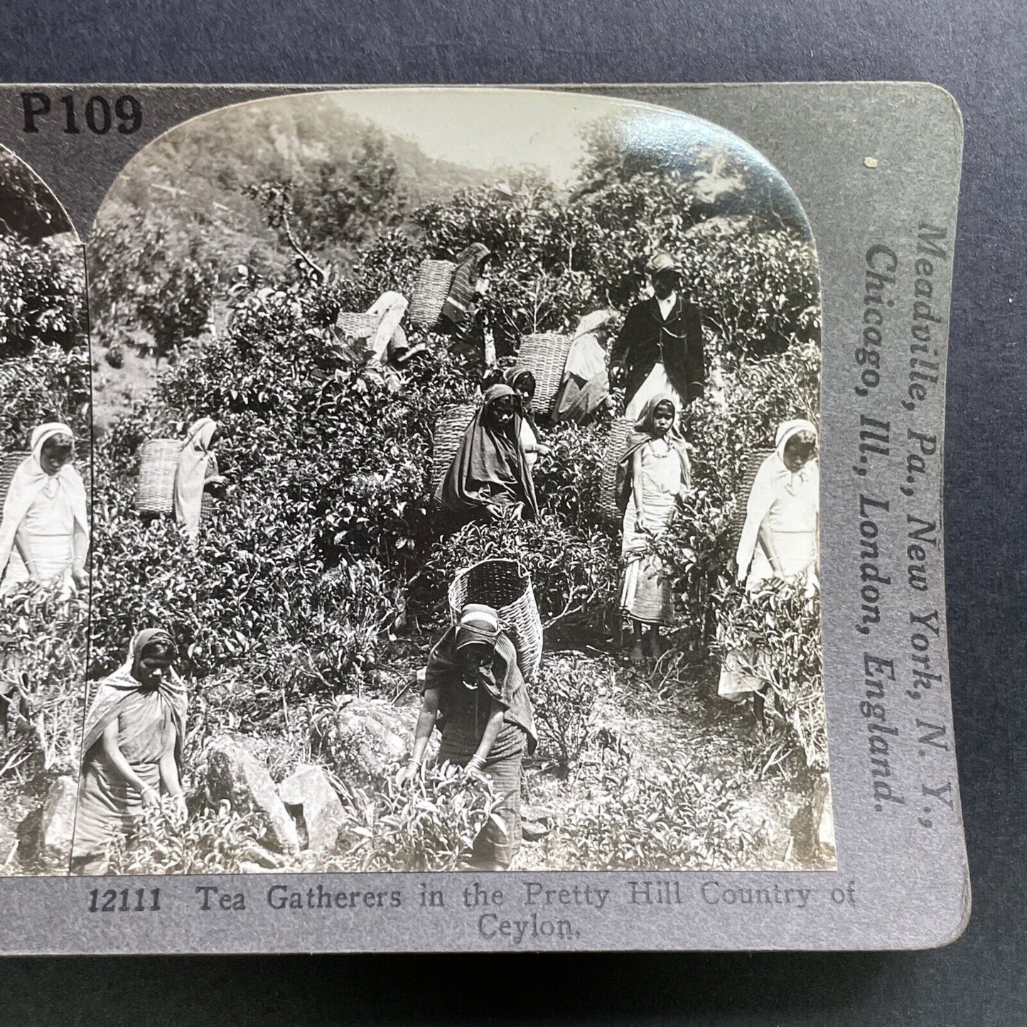 Antique 1909 Tea Farming In Sri Lanka Stereoview Photo Card P1755